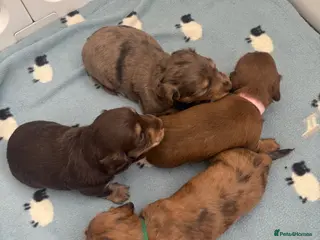 Miniature Dachshund dogs for sale: Long haired mini dapple dachshund pups - Advert 1