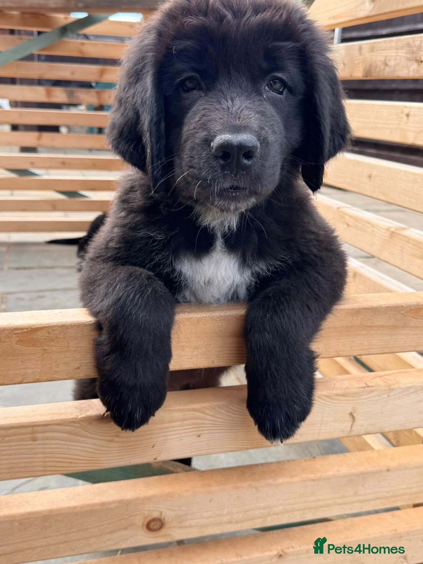 Mixed Breed dogs Giant Floof pups for sale - Advert 12