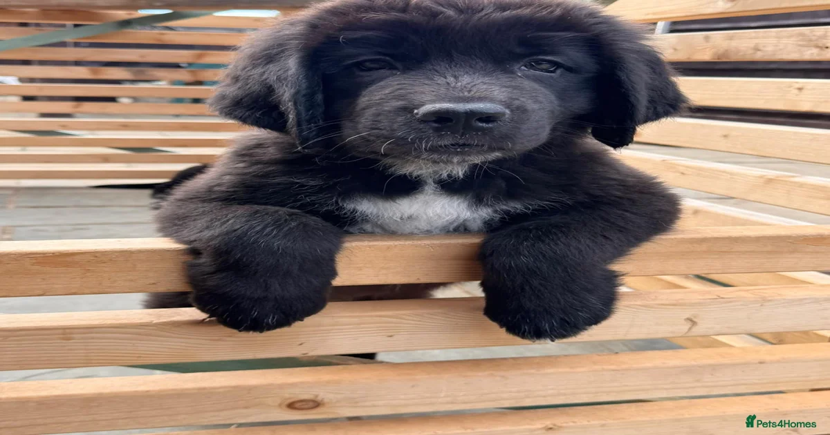 Mixed Breed Puppies for sale in Barnet, Greater London | Pets4Homes