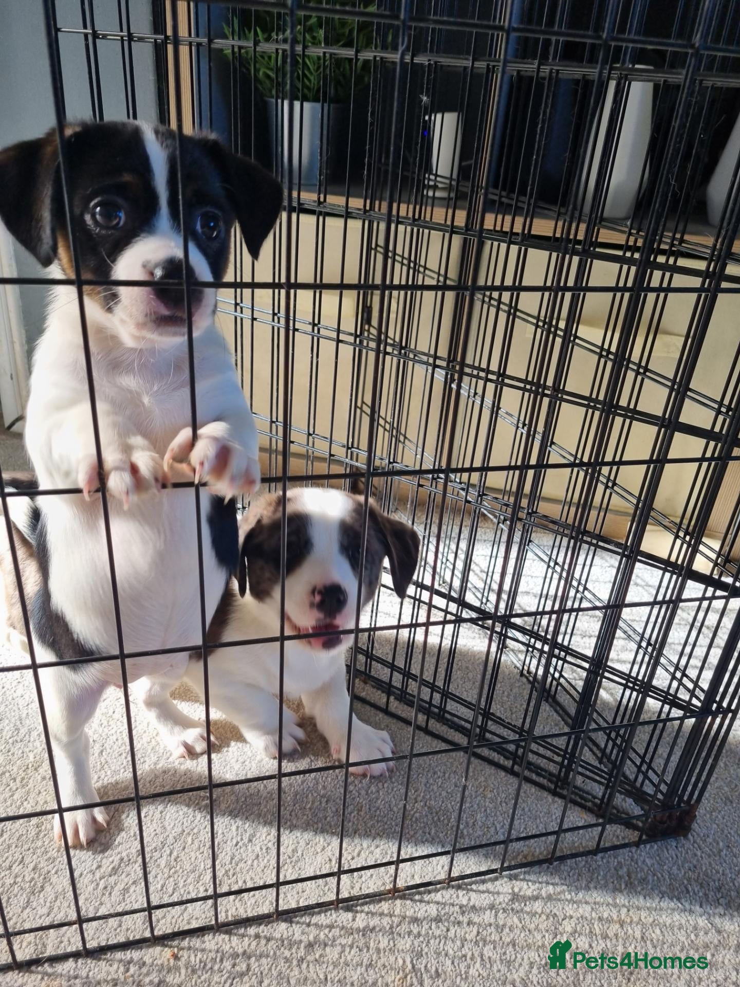Mixed Breed dogs Ready to leave! Jack Russell X Shih Tzu Puppies - Advert 1