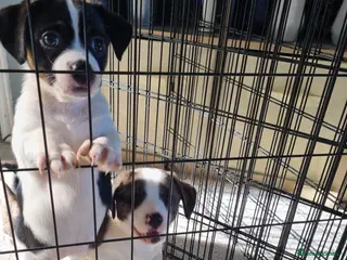 Mixed Breed dogs Ready to leave! Jack Russell X Shih Tzu Puppies - Advert 1