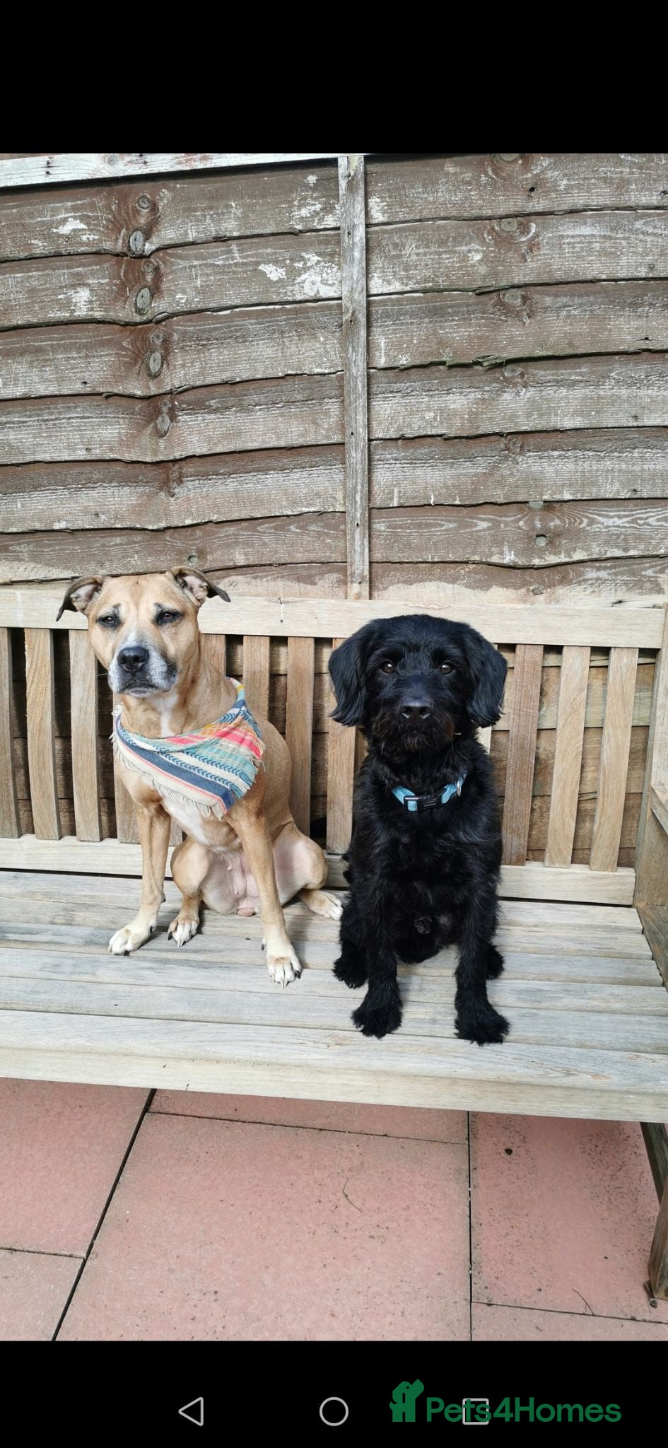 Mixed Breed dogs 7 beautiful staffie x labradoodle puppies for sale - Advert 1