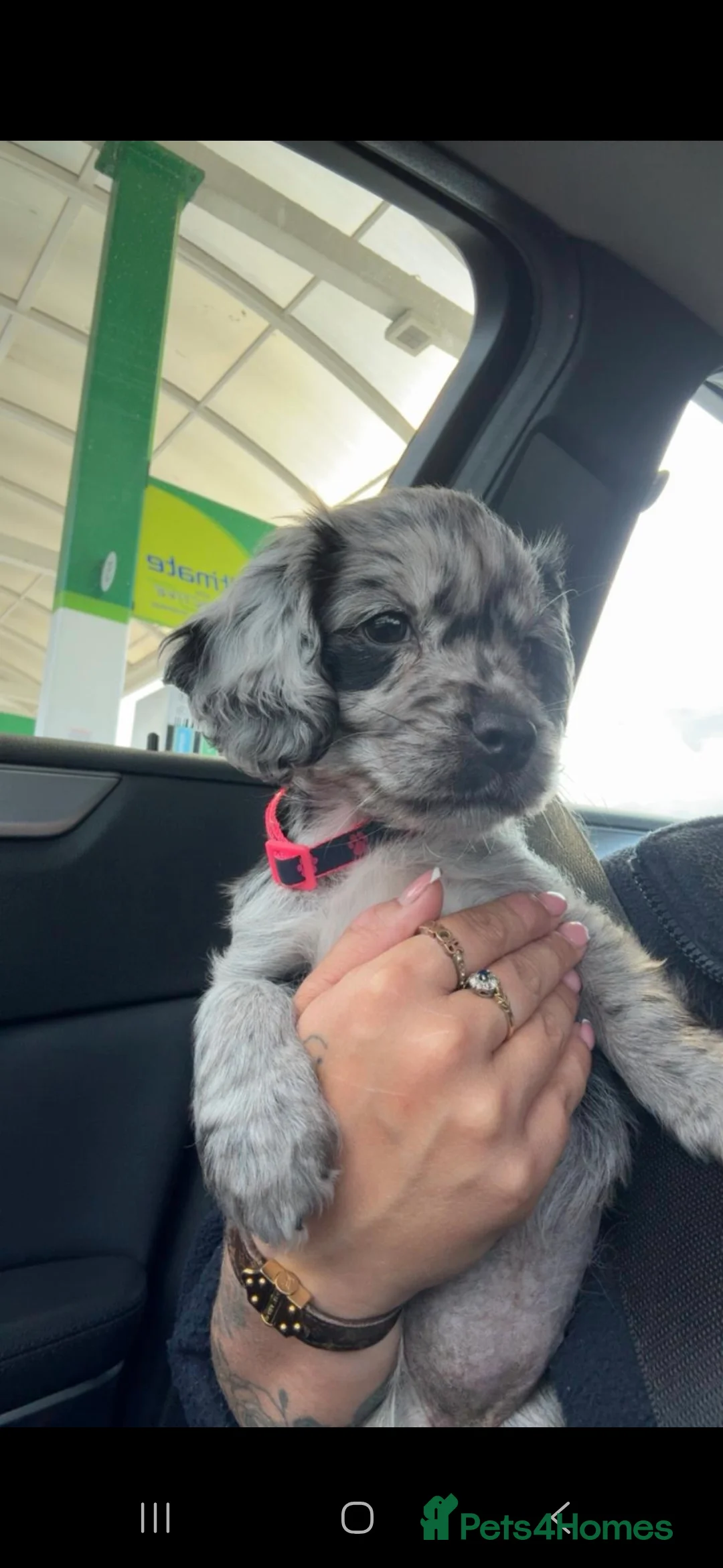 Cocker Spaniel dogs for stud: Merle Cocker Spaniel stud  - Advert 9