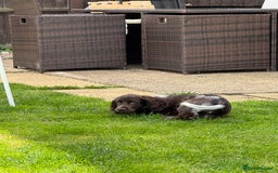 Cocker Spaniel dogs for sale: Cocker Spaniel - 1 Remaining! - Image 8