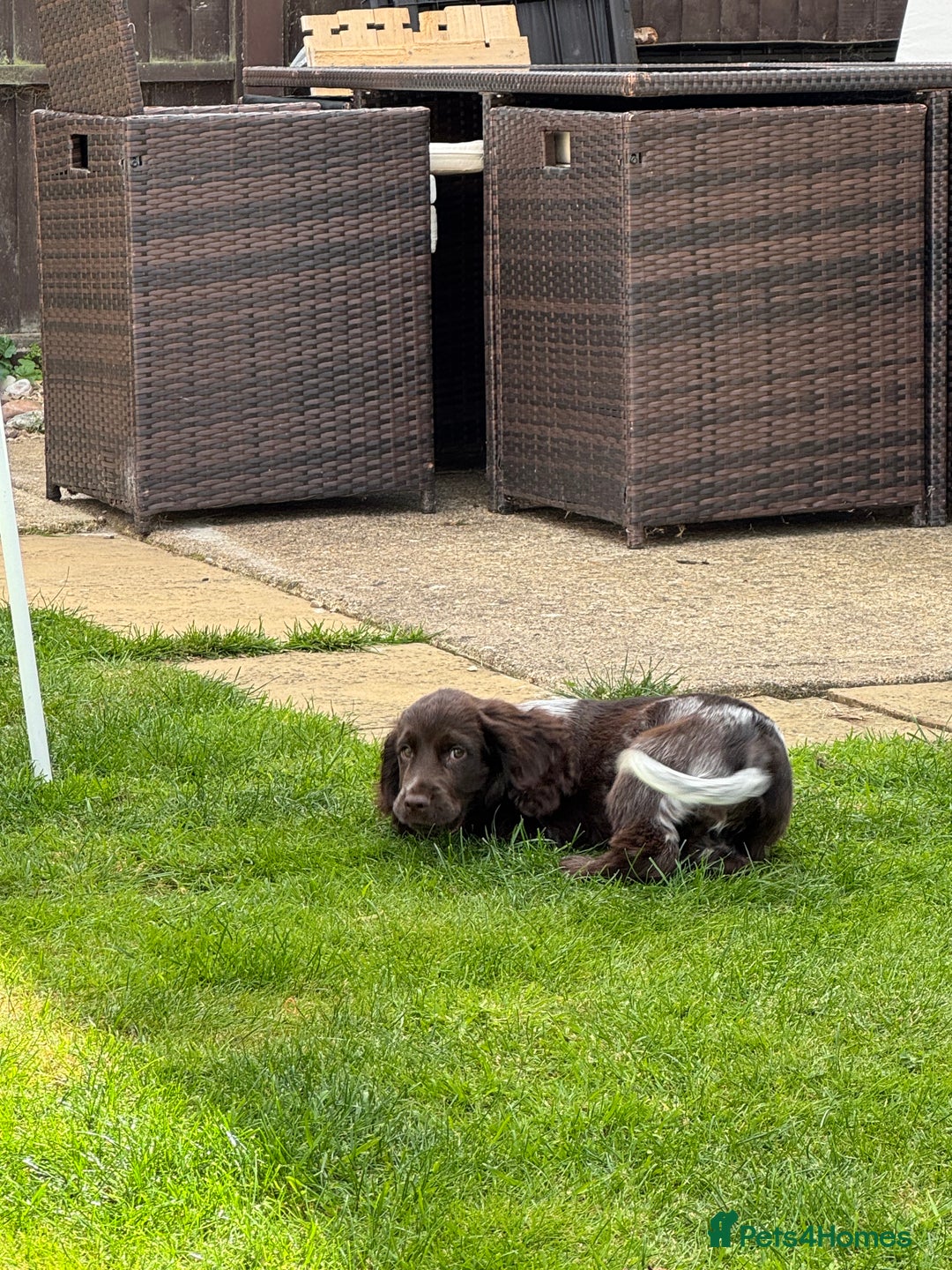 Cocker Spaniel dogs for sale: Cocker Spaniel - 1 Remaining! - Image 8