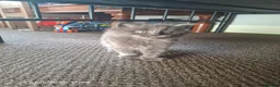 Mixed Breed cats for sale: Kittens for sale  - Advert 10