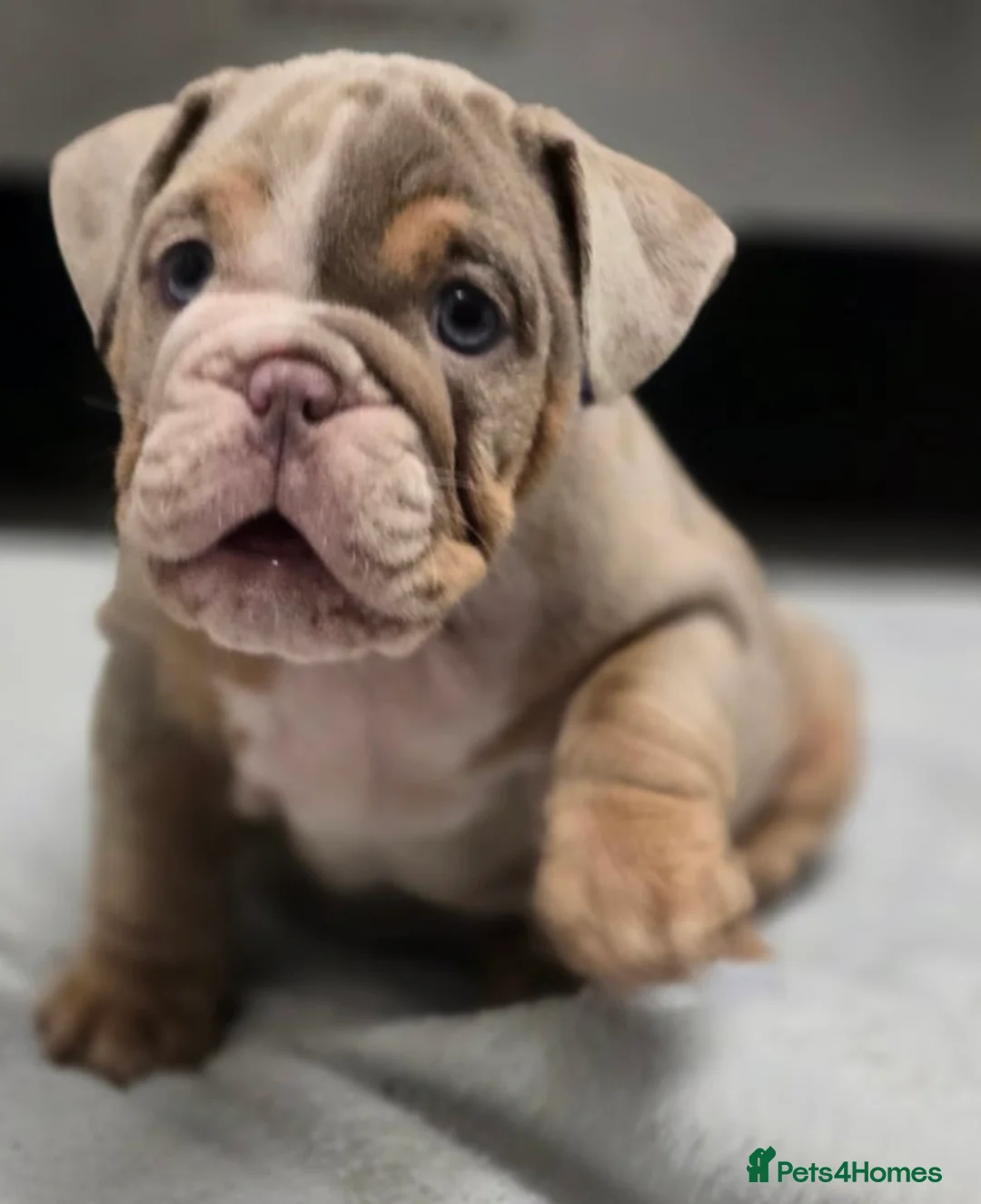 English Bulldog dogs for sale: puppies for sale last 2 girls on near offer  - Advert 6