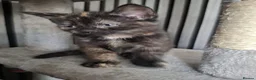 British Shorthair cats for sale: Beautiful kittens for sale! - Advert 7