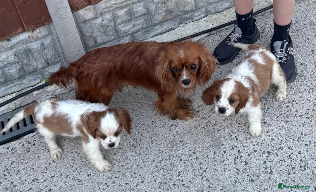 Cavalier King Charles Spaniel dogs for sale: Lovely king Charles Cavalier puppies in Abingdon - Advert 1