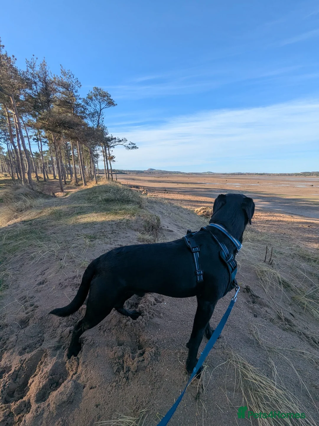 Labrador Retriever dogs for stud: Gorgeous Labrador retriever "PROVEN STUD" in Haddington - Advert 4