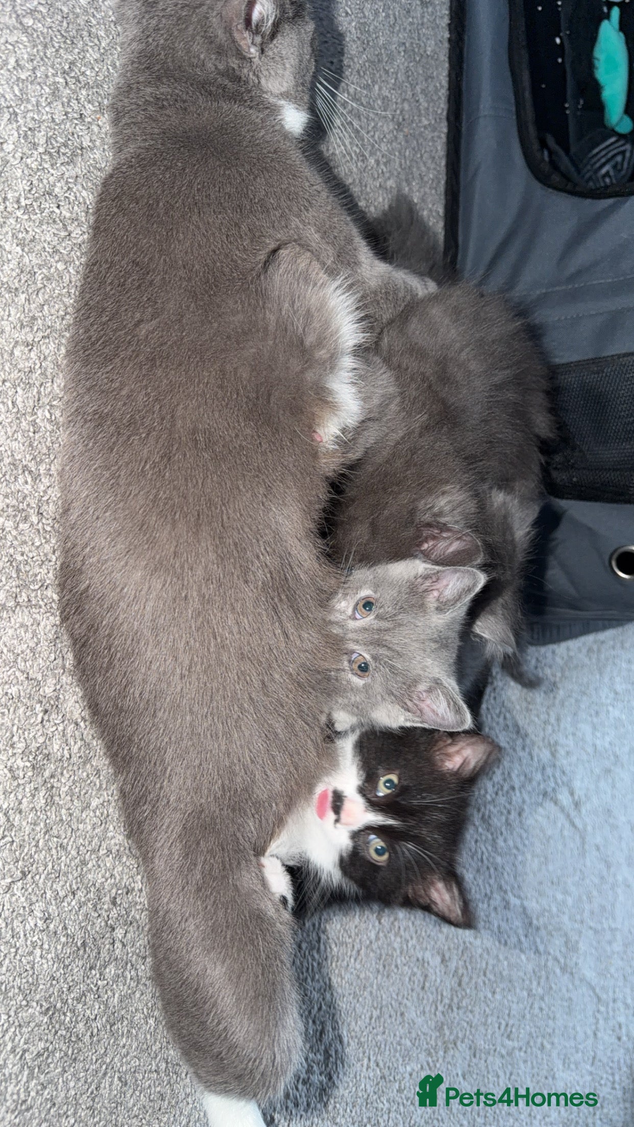 Mixed Breed cats Persian blue Russian & Tabby - Advert 2