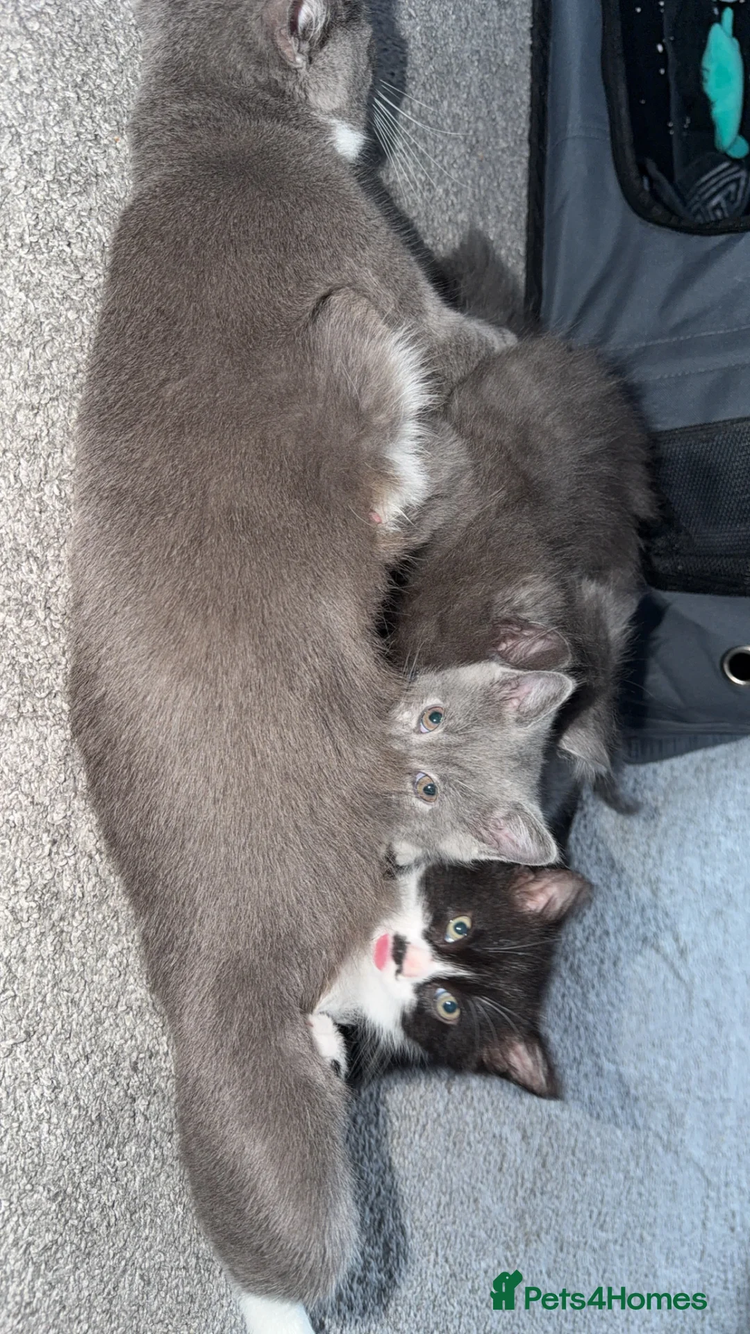 Mixed Breed cats for sale: Persian blue Russian & Tabby - Advert 2