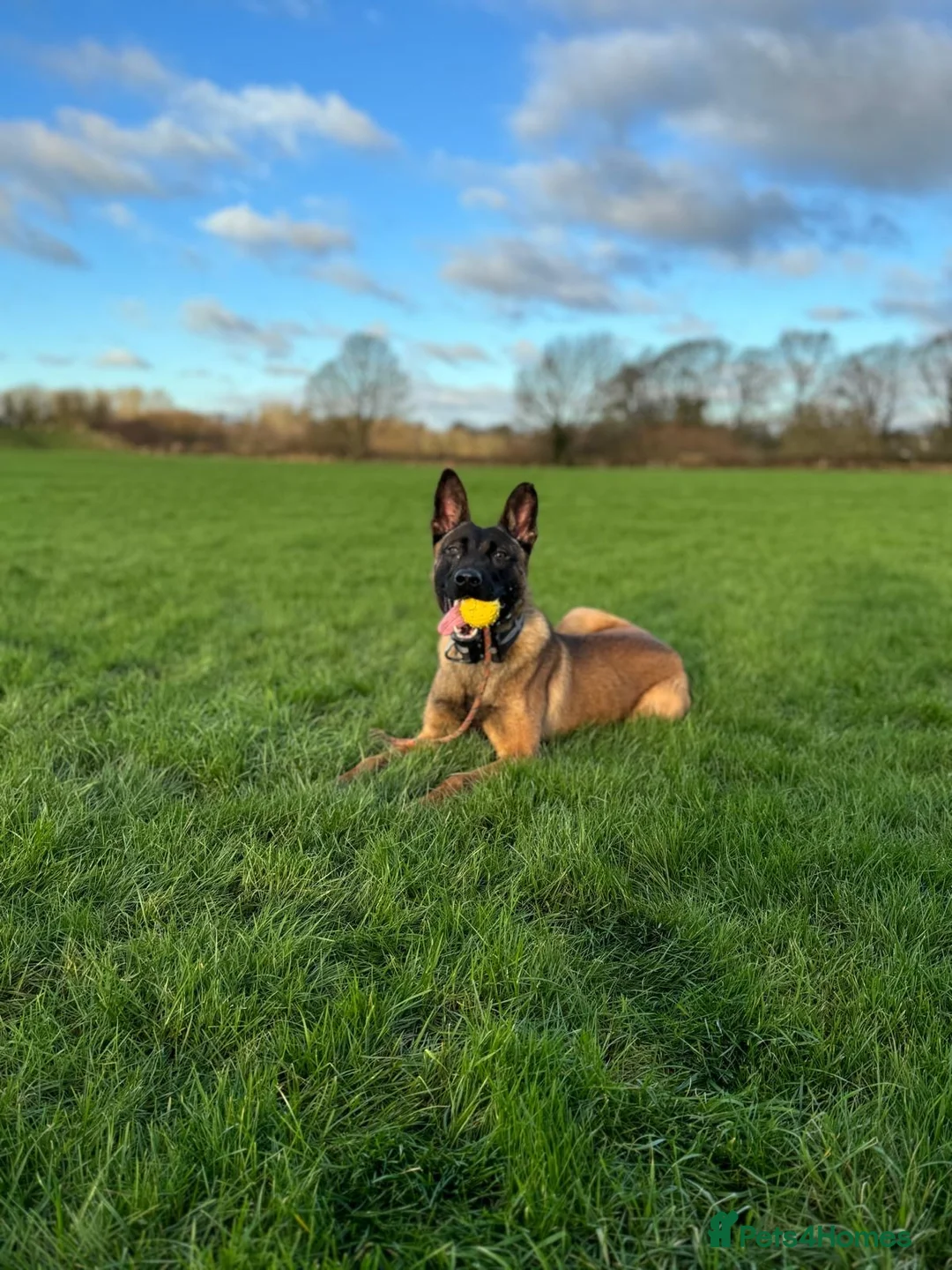Belgian Shepherd Dog dogs for sale: Belgian malinois  - Advert 2