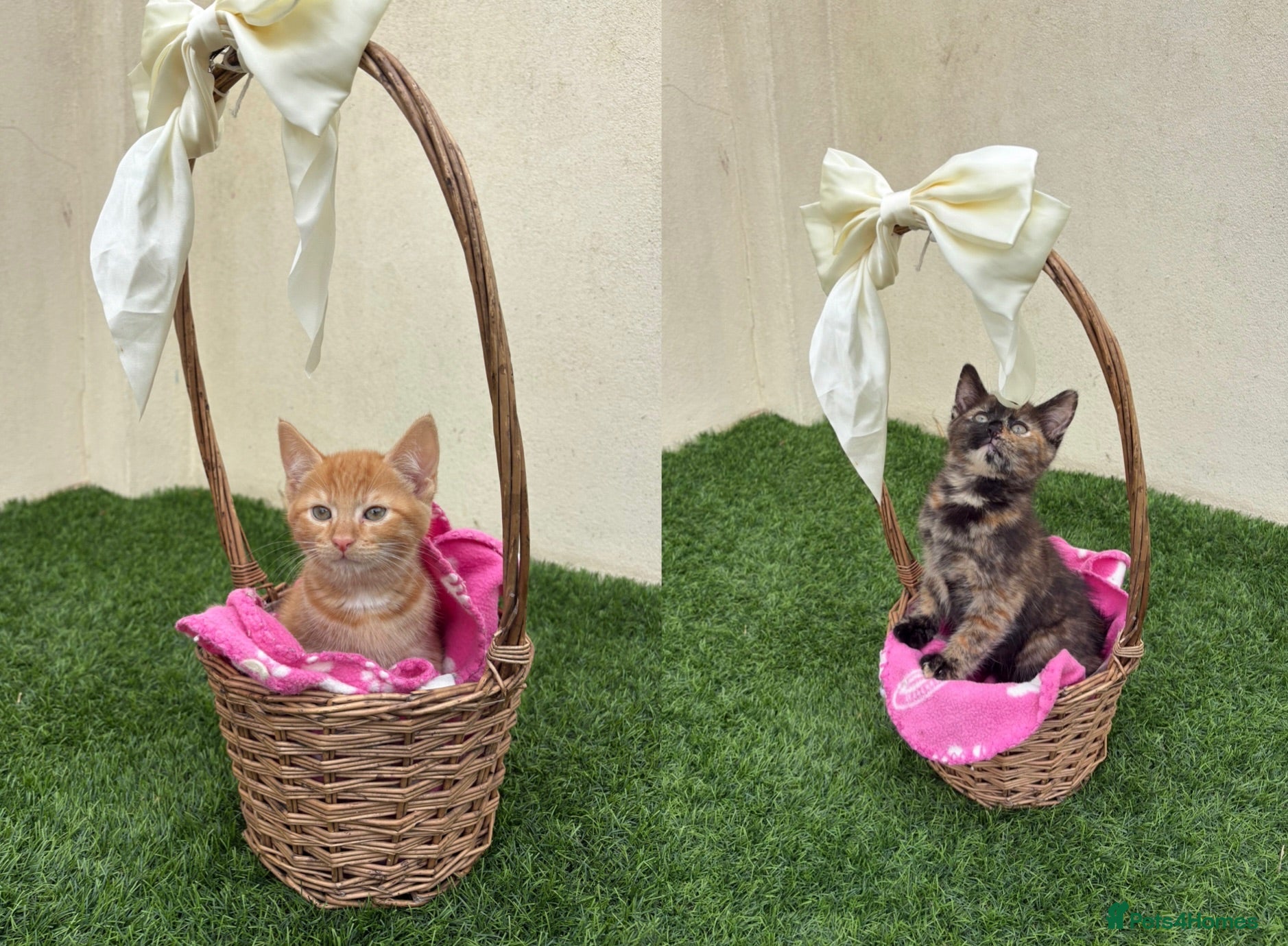 Mixed Breed cats 2 beautiful kittens looking for their forever home - Advert 17