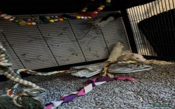 Rat rodents for sale: Beautiful rats and cage for sale  - Image 8