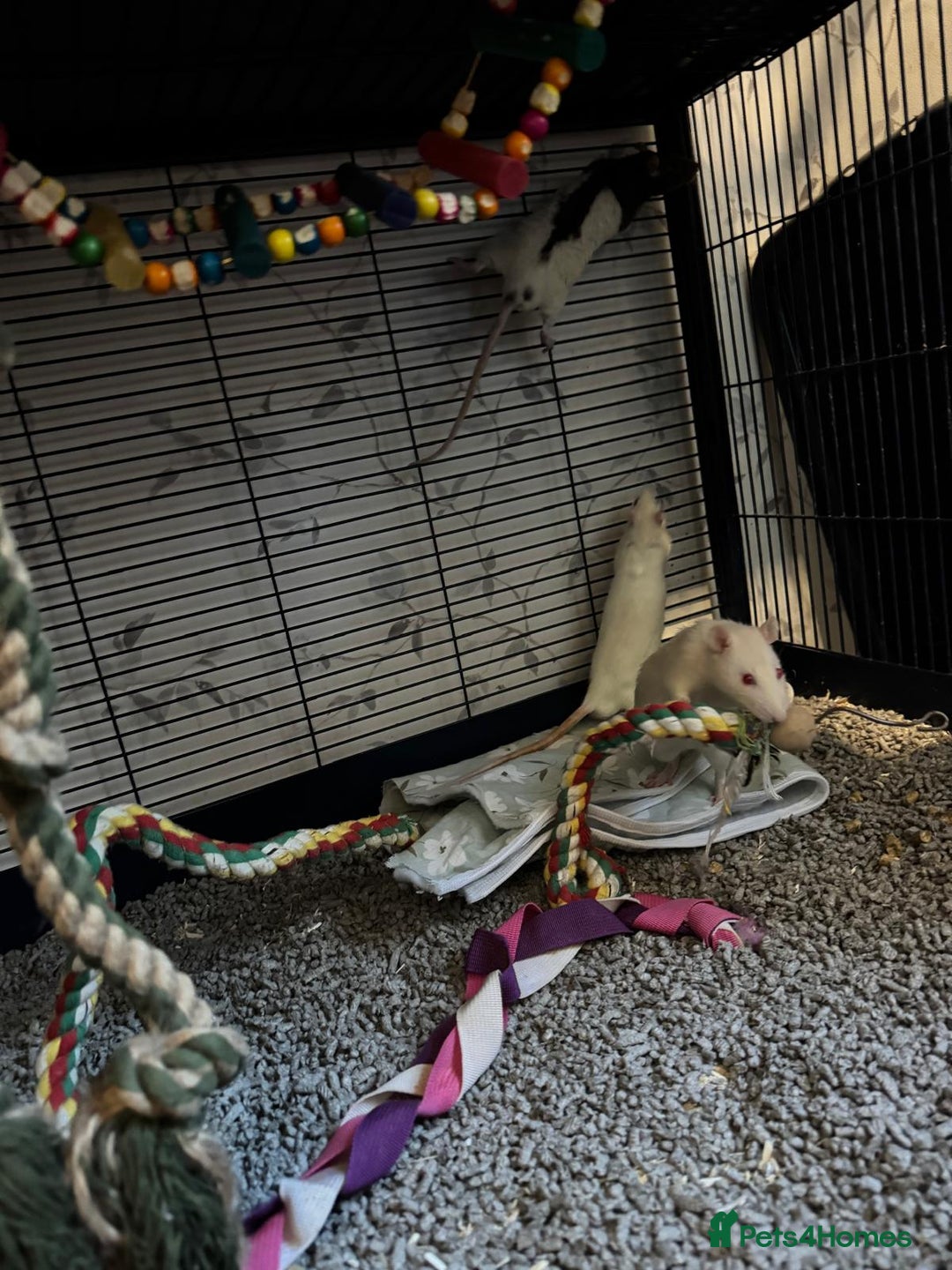 Rat rodents for sale: Beautiful rats and cage for sale  - Image 8