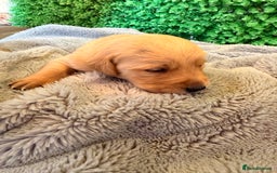 Goldador dogs for sale: 🐾Gorgeous Puppies-Family Raised with Love&Care🐾 - Image 17