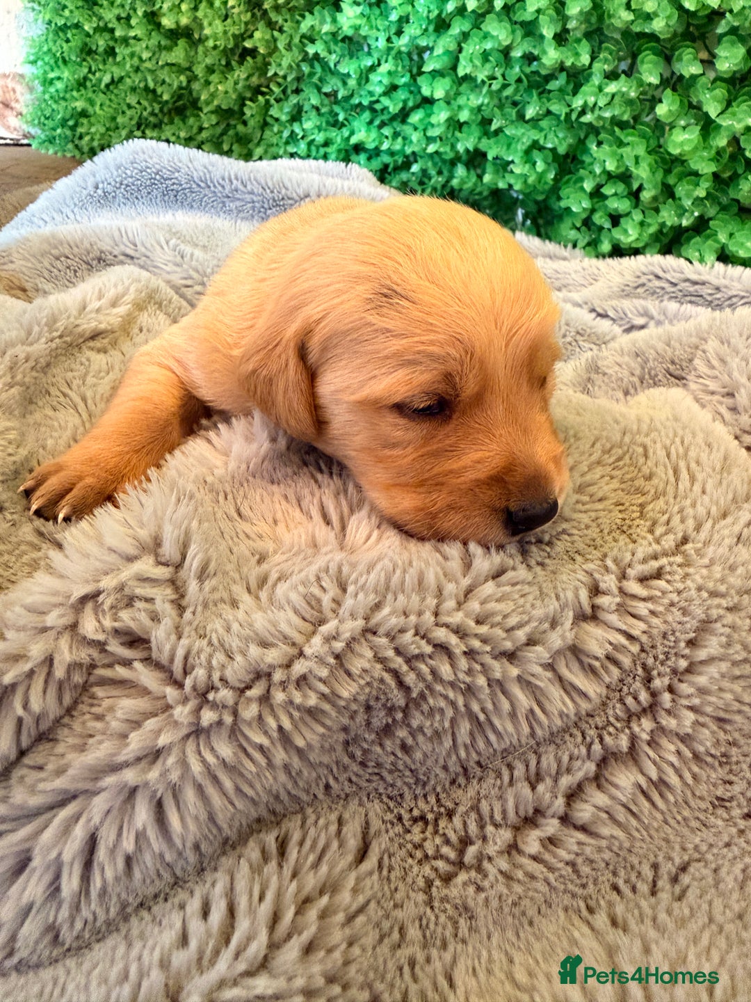 Goldador dogs for sale: 🐾Gorgeous Puppies-Family Raised with Love&Care🐾 - Image 17
