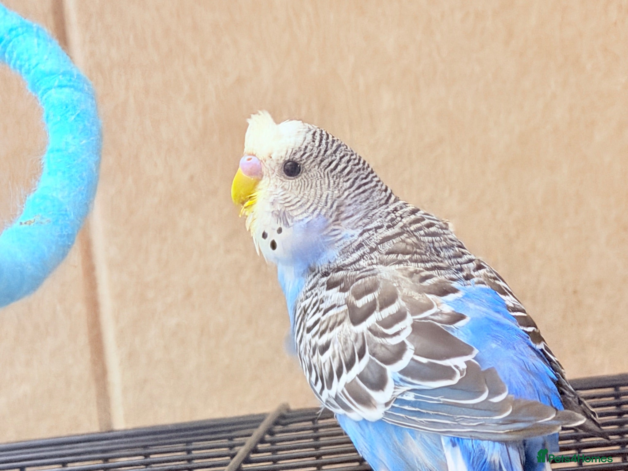 Budgerigars birds Beautiful budgies available  - Advert 1