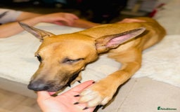 Mixed Breed dogs for sale: Belgian Shepherd (Malinois) for Sale - Image 2