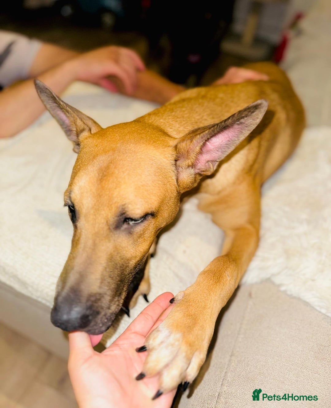 Mixed Breed dogs for sale: Belgian Shepherd (Malinois) for Sale - Image 2