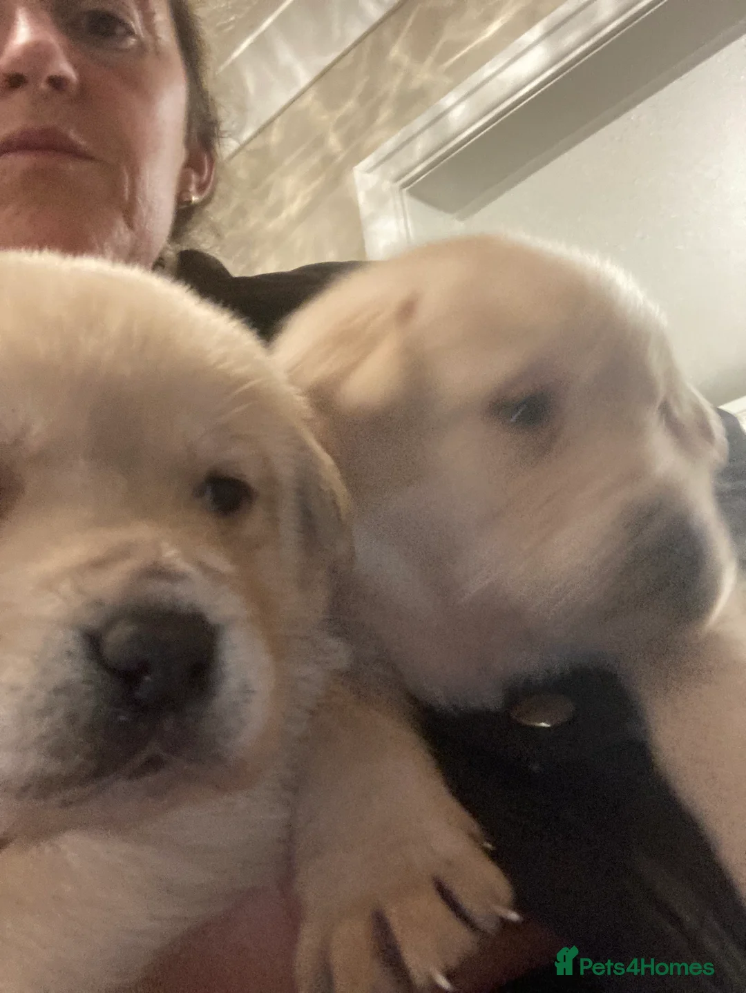 Labrador Retriever dogs for sale: Labrador PUPPIES  - Advert 5