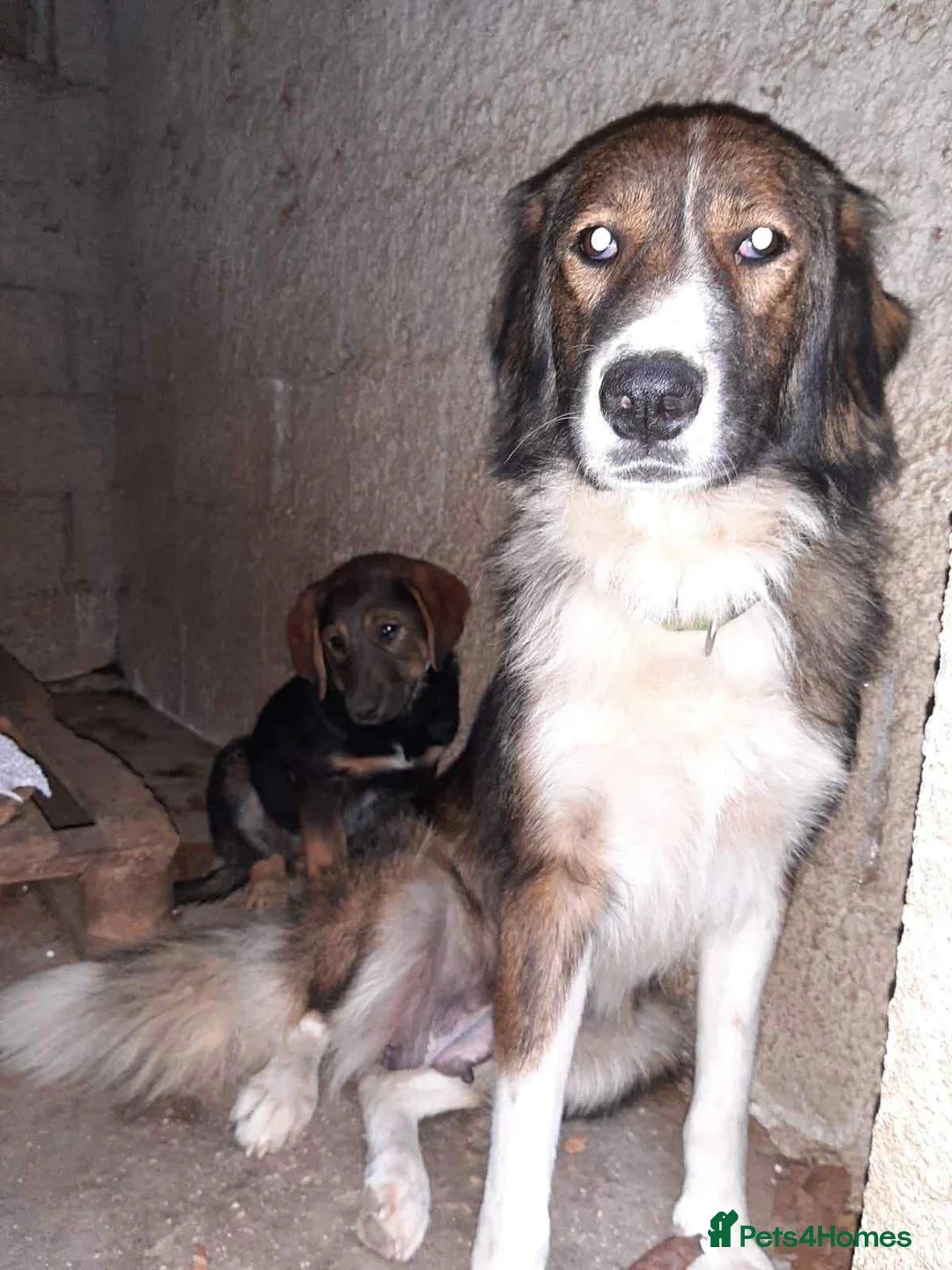 Mixed Breed dogs for adoption: Meet Hannah and Honey !!!  - Advert 13