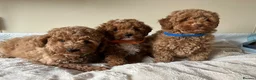 Cavapoochon dogs for sale: Cavapoochon puppies  - Advert 10