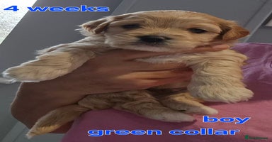 Cavapoochon dogs - Advert 16