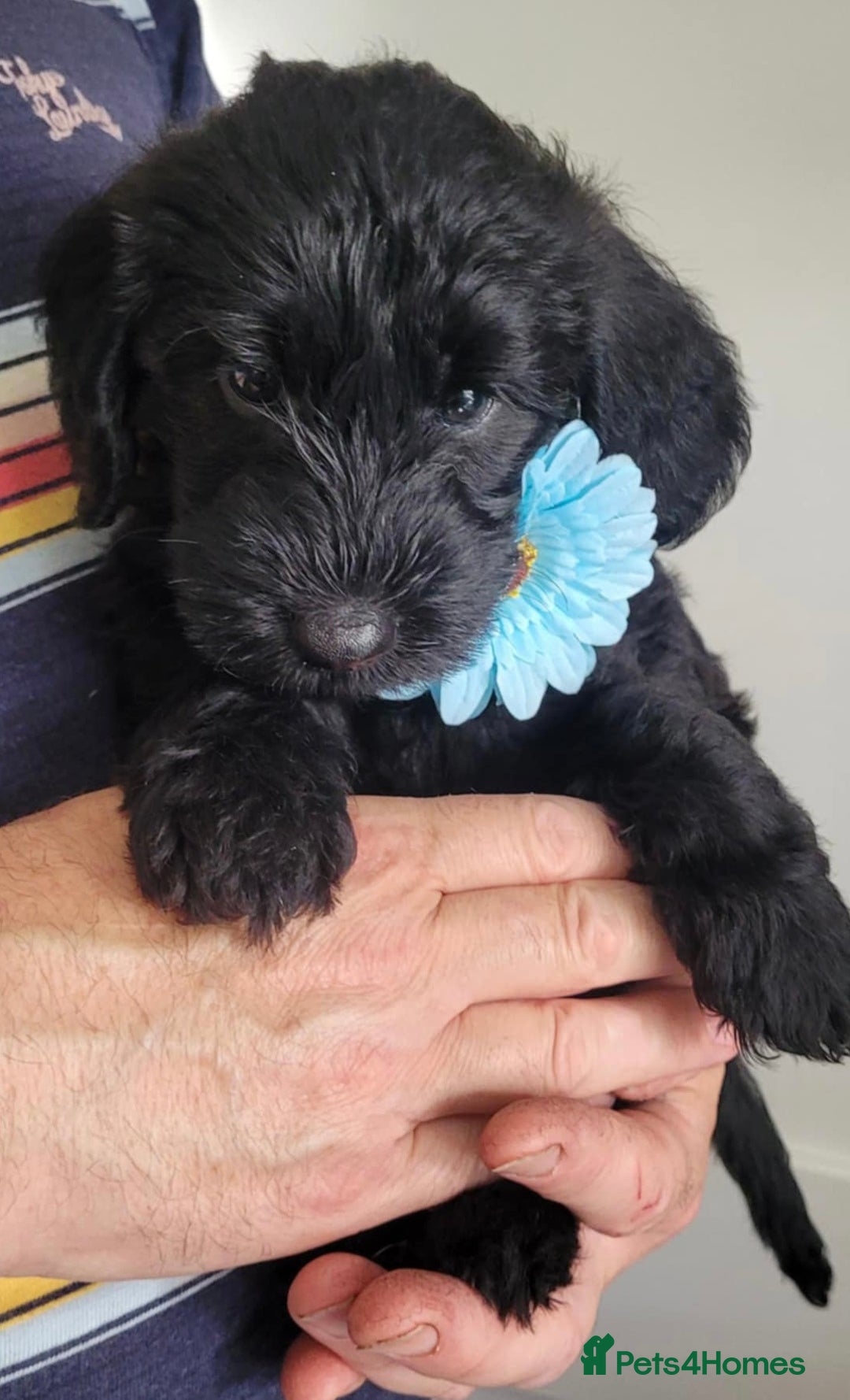 Mixed Breed dogs for sale: Beautiful Unique colours and markings - Image 3
