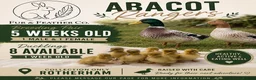 Ducks poultry for sale: 🦆 Ranger Ducklings and Breeding Pair - Advert 1