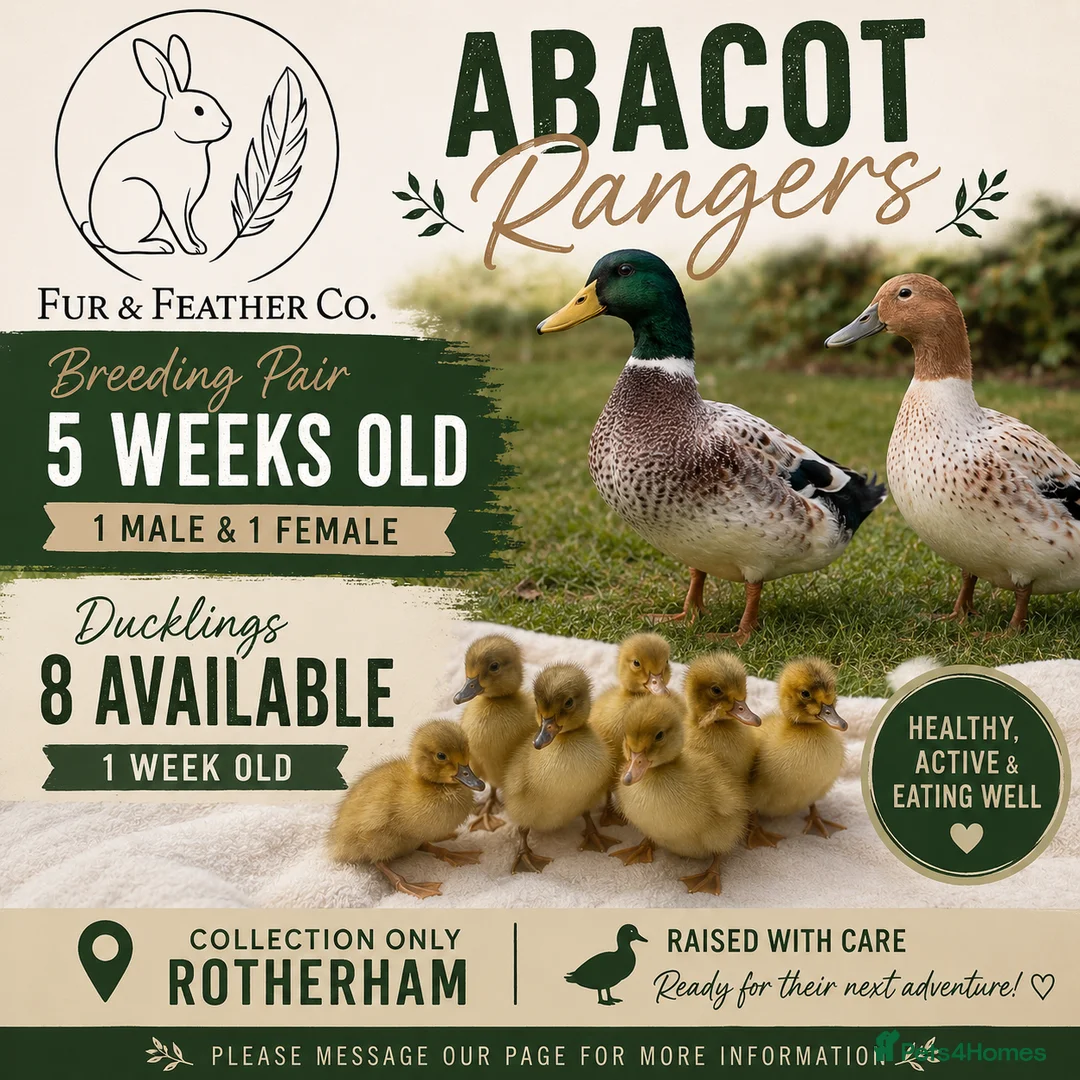 Ducks poultry for sale: 🦆 Ranger Ducklings and Breeding Pair - Advert 1