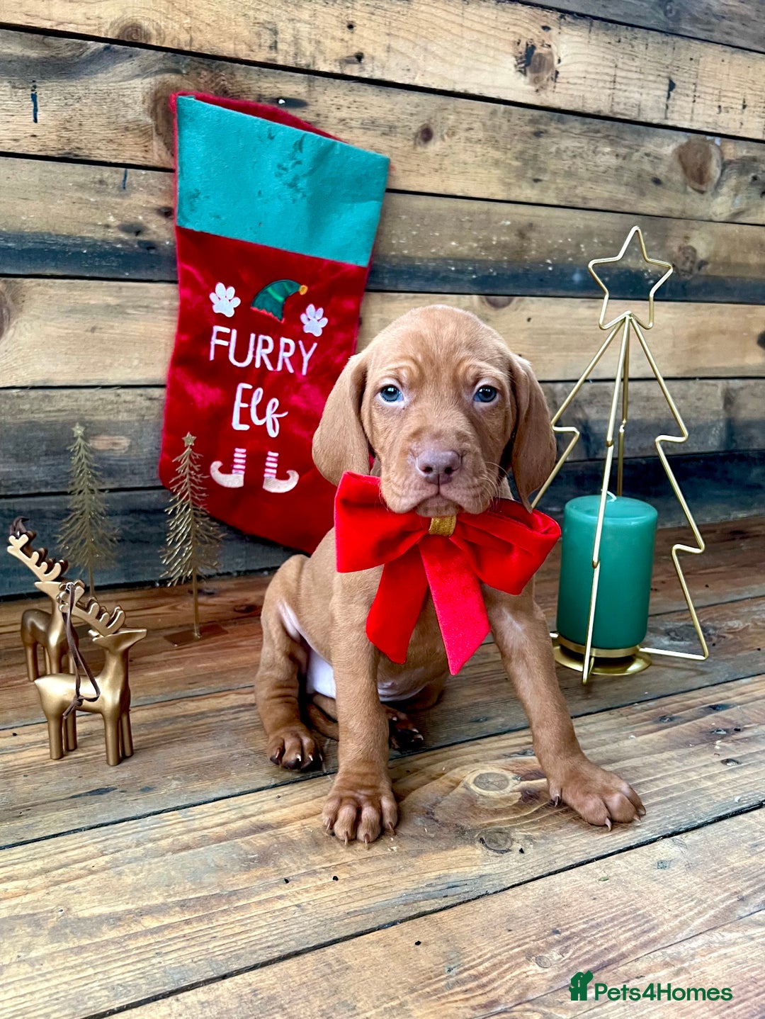 Hungarian Vizsla dogs for sale: Hungarian Vizsla Puppies  - Advert 6