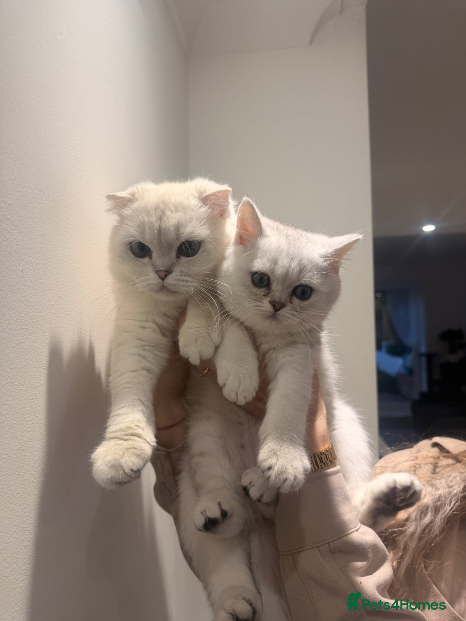 Scottish Fold cats for sale: Scottish straight male - Advert 15