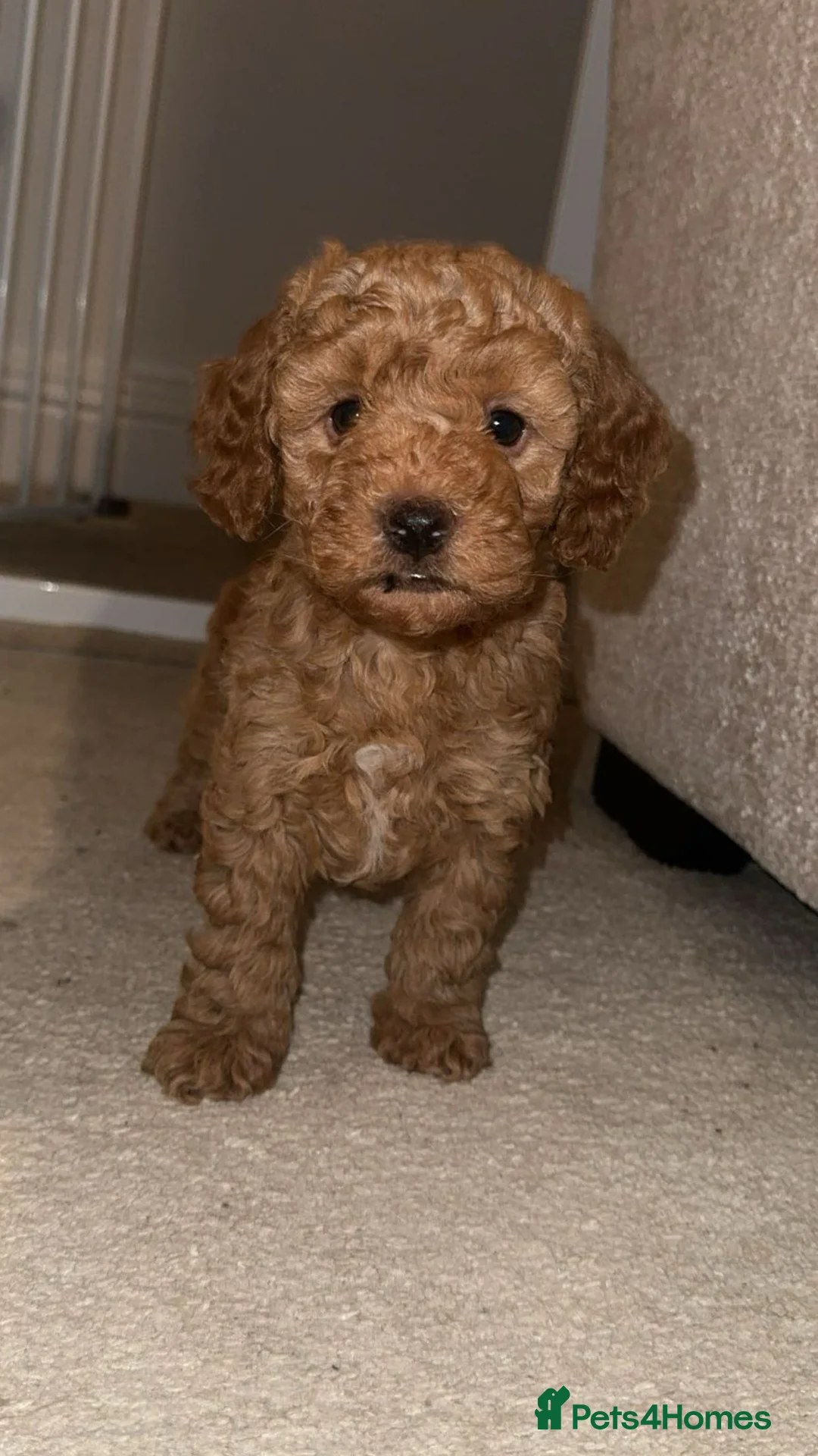 Cockapoo dogs for sale: Cockapoo puppy’s  - Advert 6