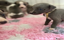 Whippet dogs for sale: 🏡 Ready Saturday! Kennel Club Whippet Puppies 🐾 - Image 14
