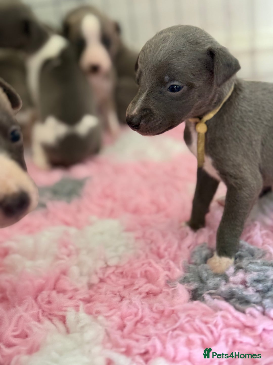 Whippet dogs for sale: 🏡 Ready Saturday! Kennel Club Whippet Puppies 🐾 - Image 14