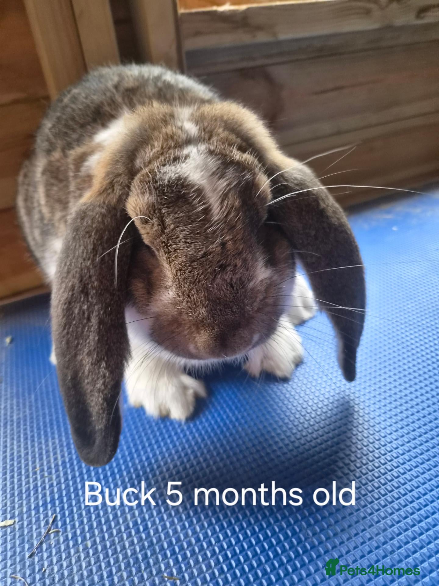 French Lop rabbits Show quality french lops available  - Advert 2