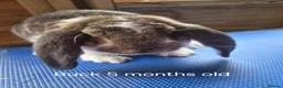 French Lop rabbits for sale: 6 show type french lops  - Advert 7