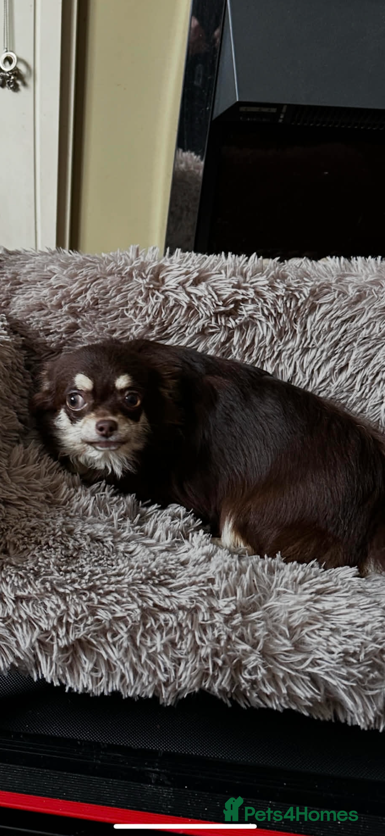 Chihuahua dogs Beautiful Chocolate Long Coat Female - Advert 2