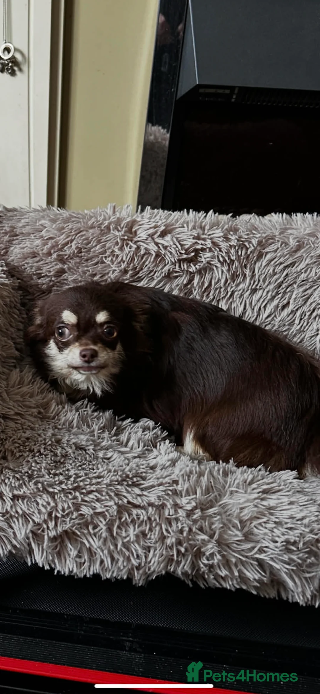 Chihuahua dogs for sale: Beautiful Chocolate Long Coat Female in Blackpool - Advert 1