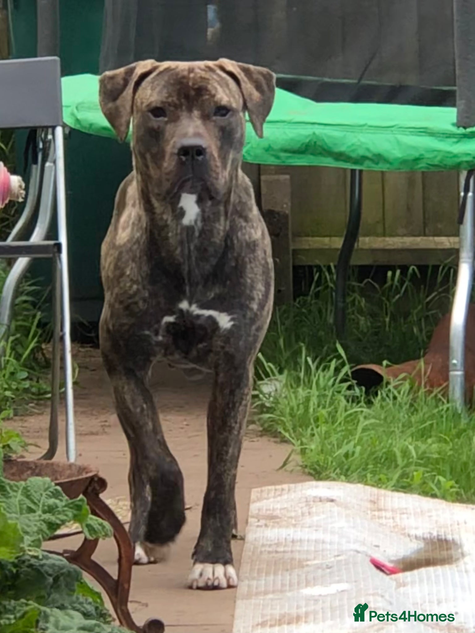 Presa Canario dogs Cleo looking for new home - Advert 3