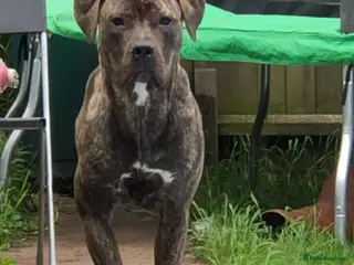 Presa Canario dogs Cleo looking for new home - Advert 4