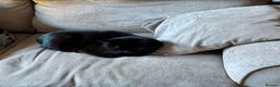 Mixed Breed cats for sale: Black Female Cat - Advert 7