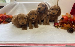 Cockapoo dogs for sale: F1 Cockapoos from health tested parents  - Image 7