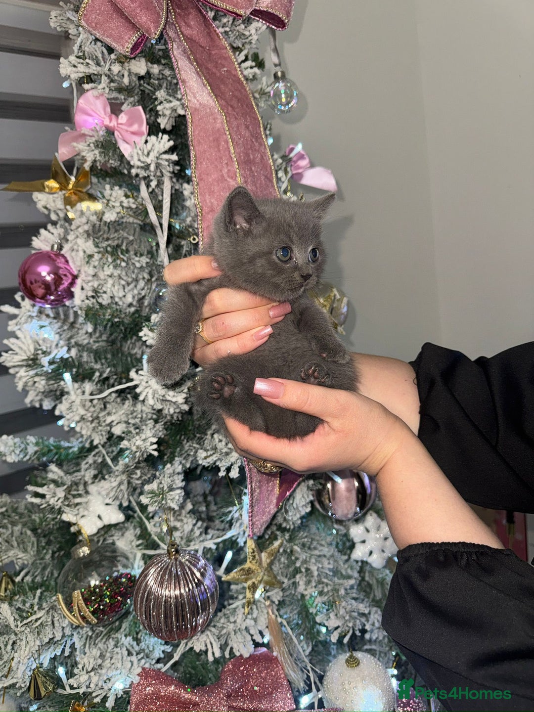 British Shorthair cats for sale: SCOTTISH STRAIGHT KITTENS  - Advert 1