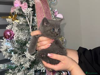 British Shorthair cats SCOTTISH STRAIGHT KITTENS - Advert 3