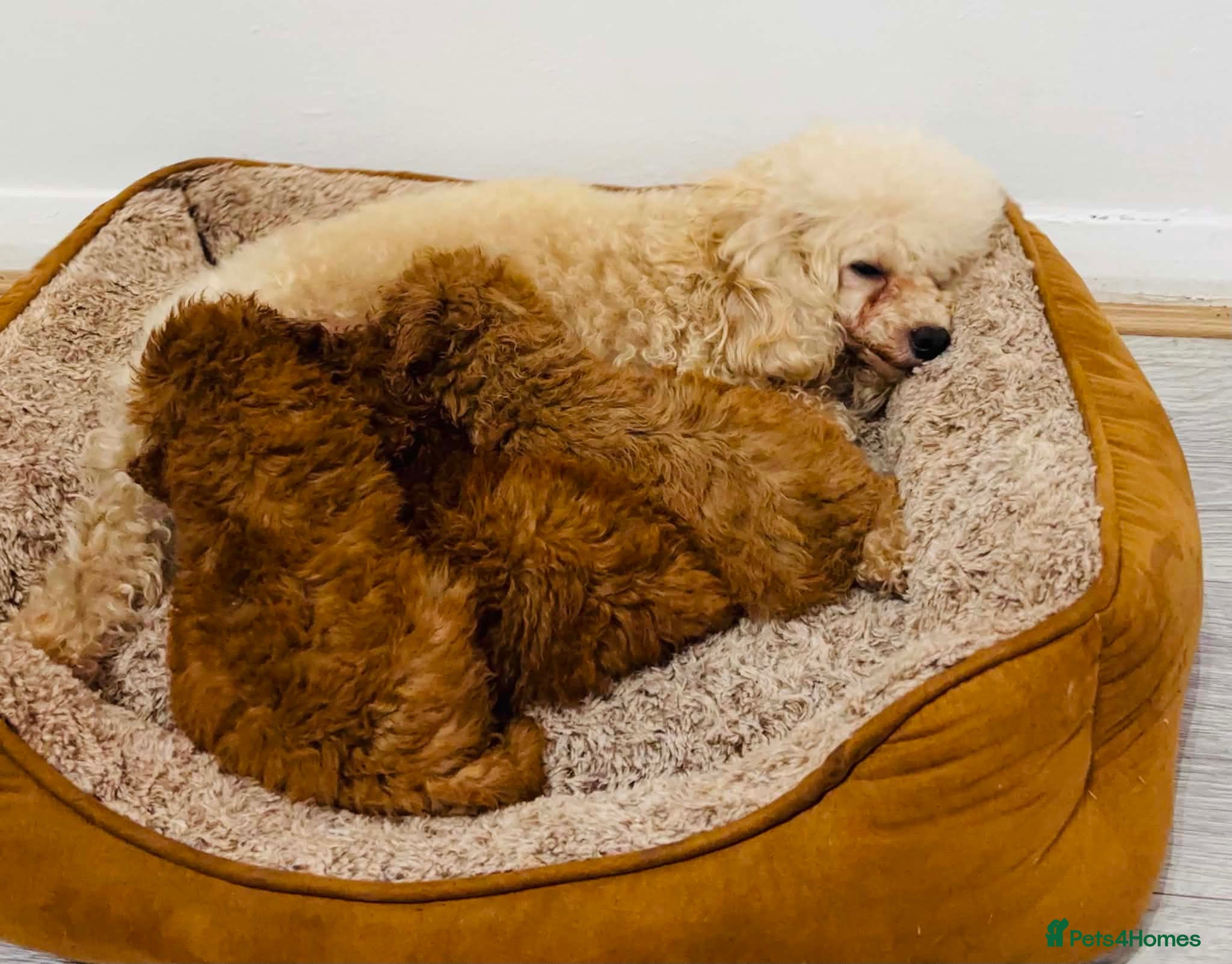 Toy Poodle dogs Toy Poodle - Advert 1