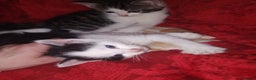 Mixed Breed cats for sale: Kittens are looking for homes  - Advert 13