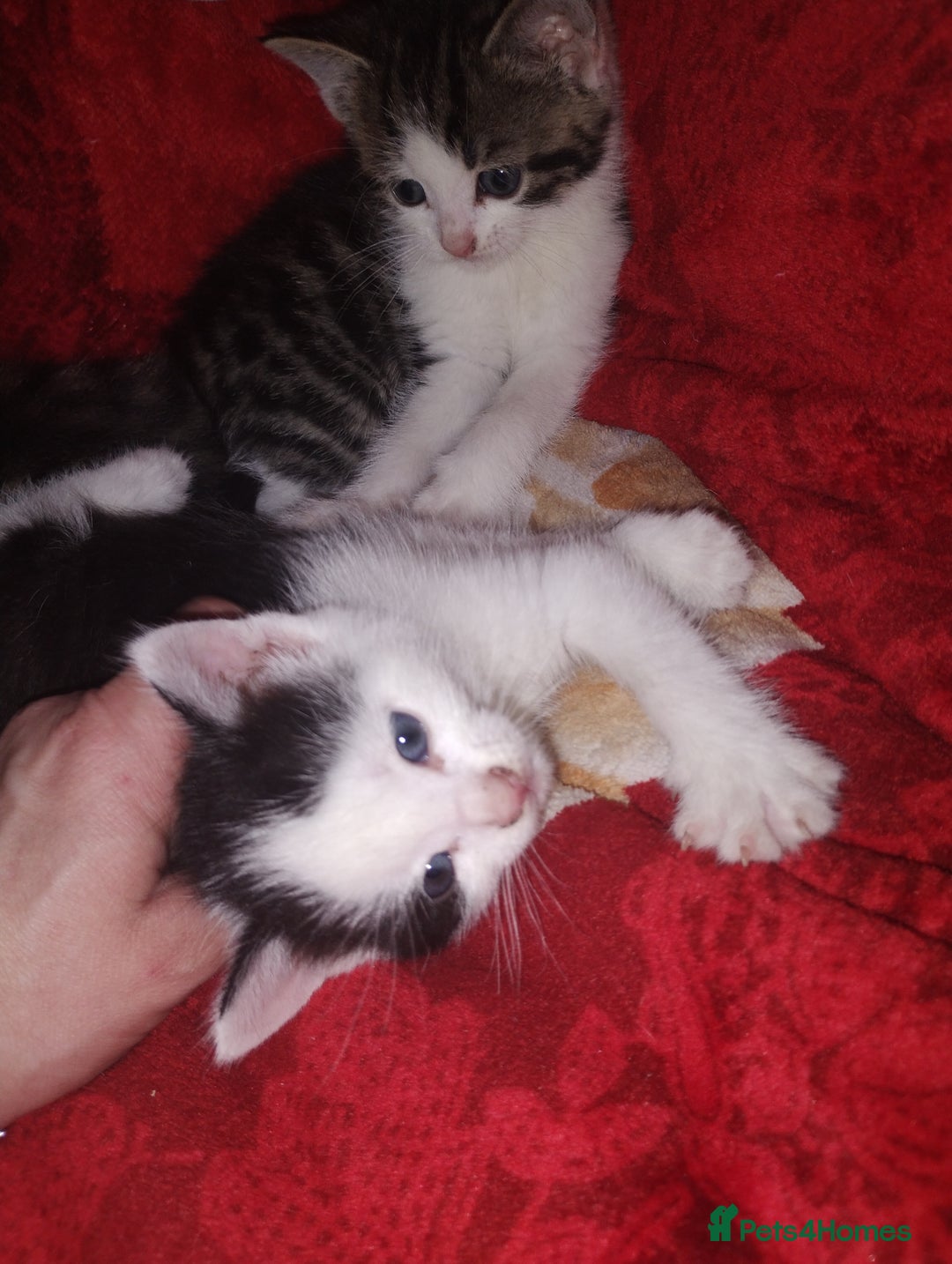 Mixed Breed cats for sale: Kittens are looking for homes  - Advert 13